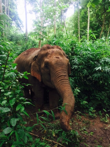 "Elephant Nature Park is an elephant rescue and rehabilitation center in Northern Thailand where you can volunteer and visit to help. We have been involved in dozens of rescues which have created our thriving elephant herd. The park provides a natural environment for elephants, dogs, cats, buffaloes and many other animals under our care." Oompa Loompa, a 70 year-old elephant was my tour guide through the Nature Park. A steady diet of bananas, bamboo, and spring rolls was the only tip Oompa Loompa accepted.